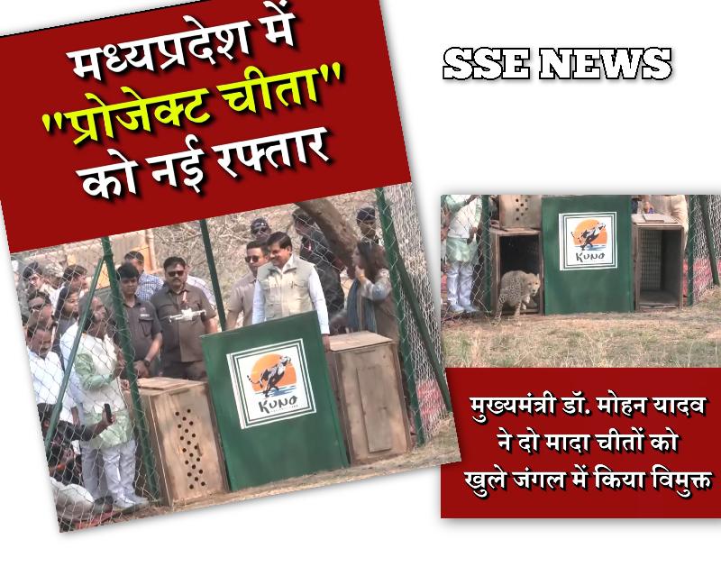 अब खुले जंगल में घूमेंगे और 2 चीते....अब देश में चीतों की संख्या हुई 57.... प्रोजेक्ट चीता में रोज कीर्तिमान रच रहा एमपी 